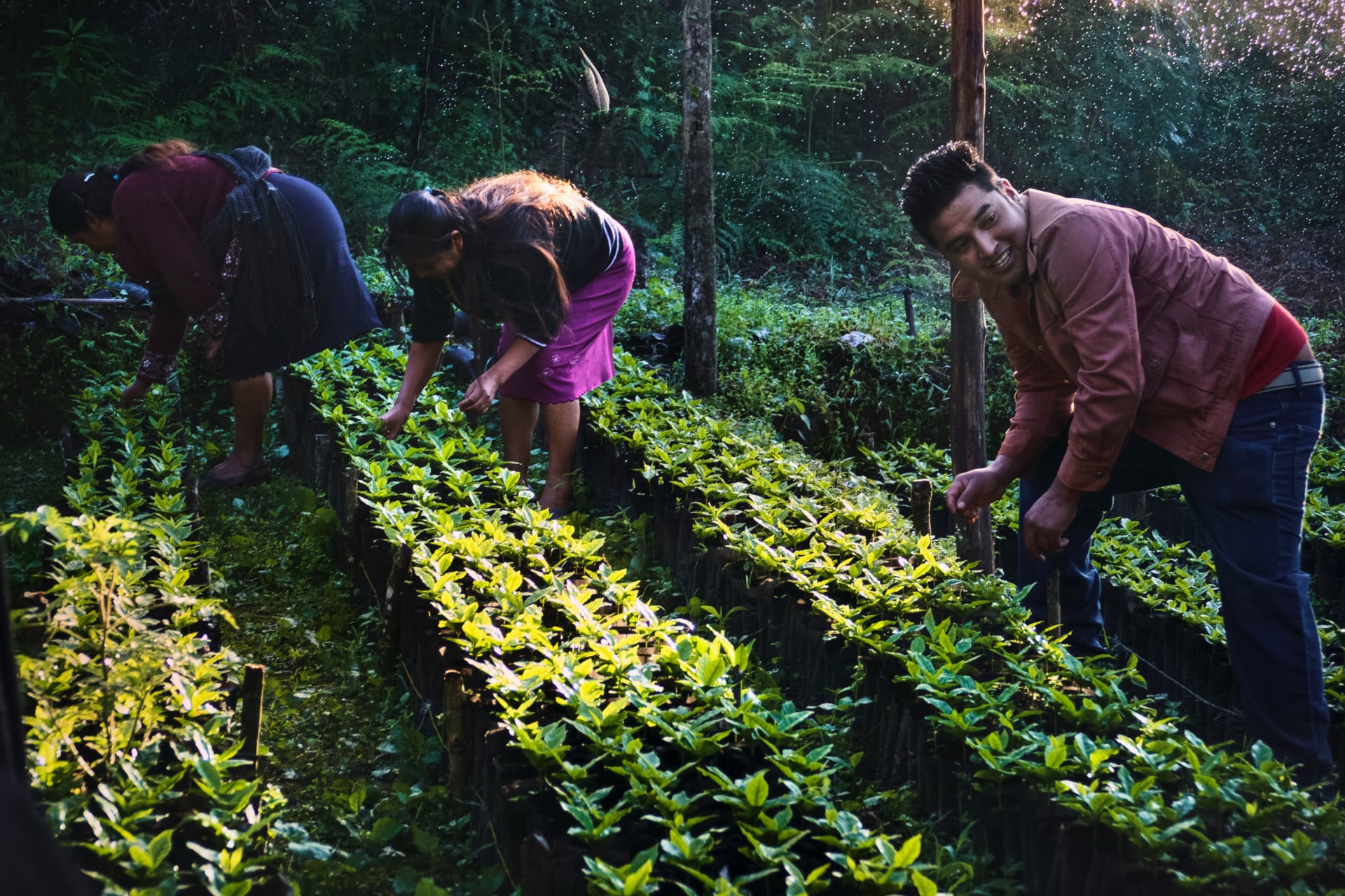 Coffee beans being picked