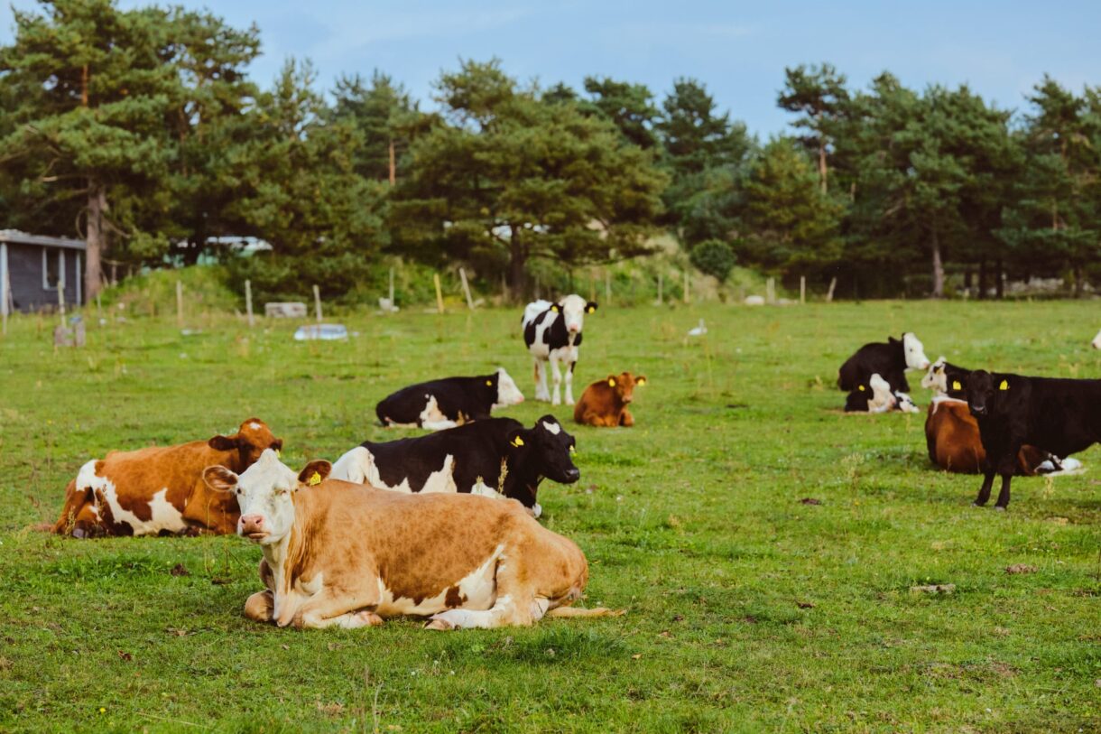 Image of cows in the summer