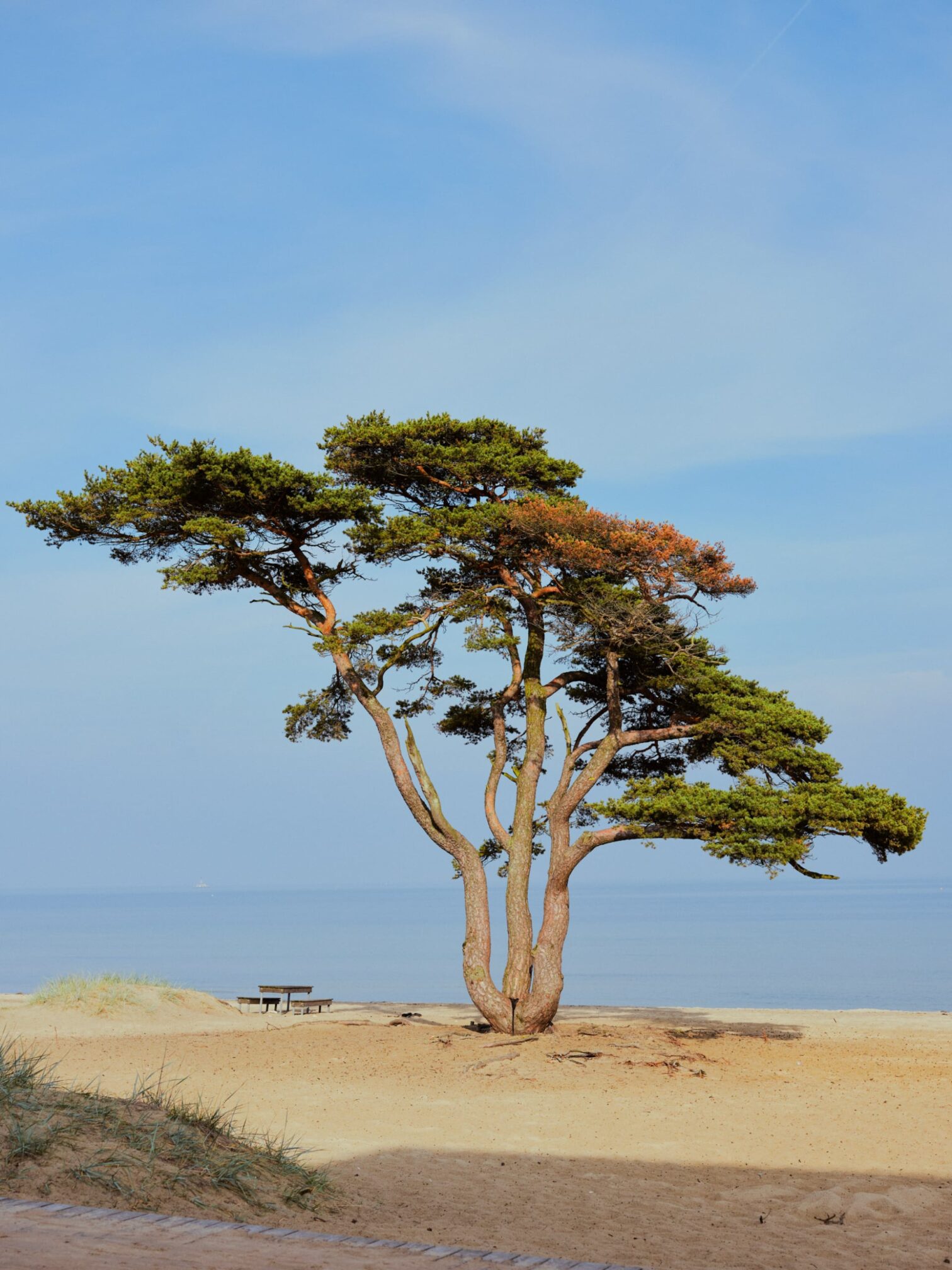 Image of beach in Åhus, Sweden