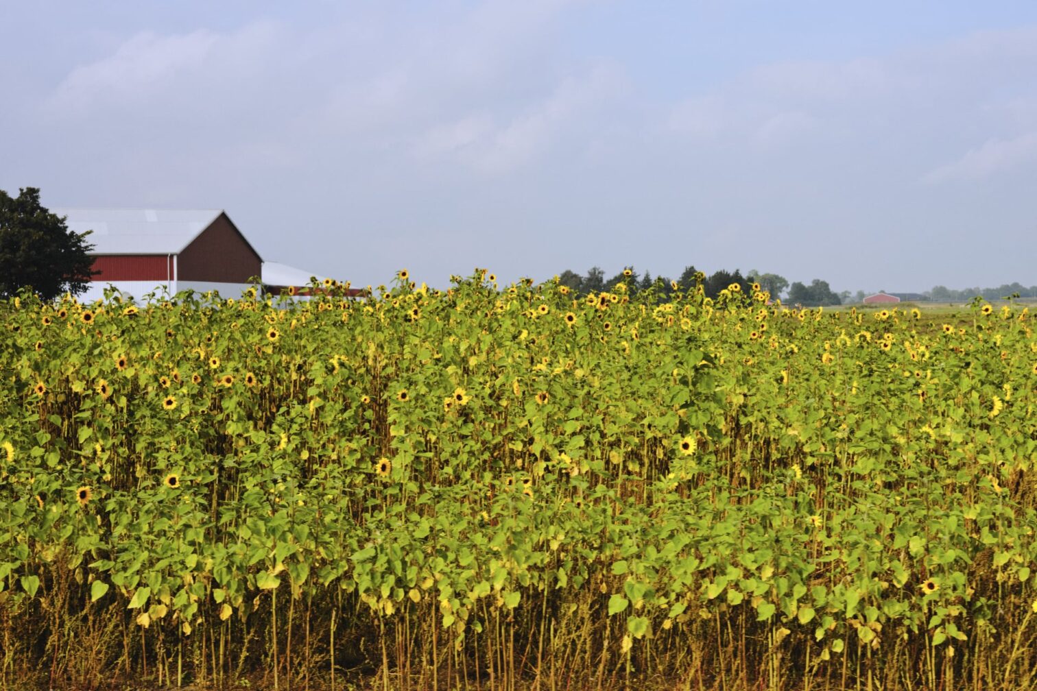 Image of sunflowers