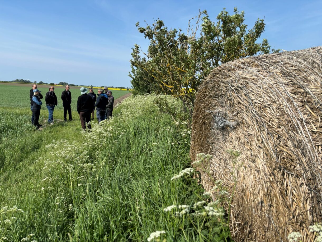 Image of farmers on wheatfield in Sweden