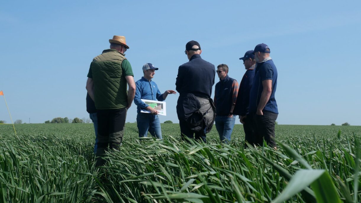 Image of farmers on wheatfield in Sweden