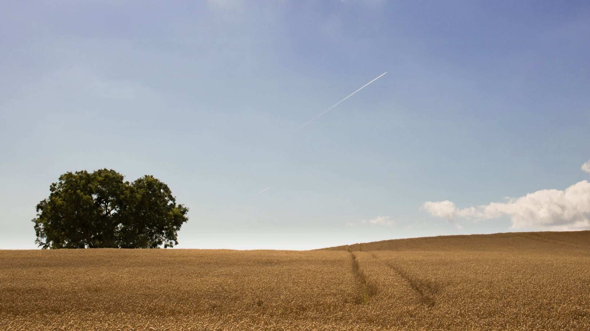 Wheatfield in Sweden