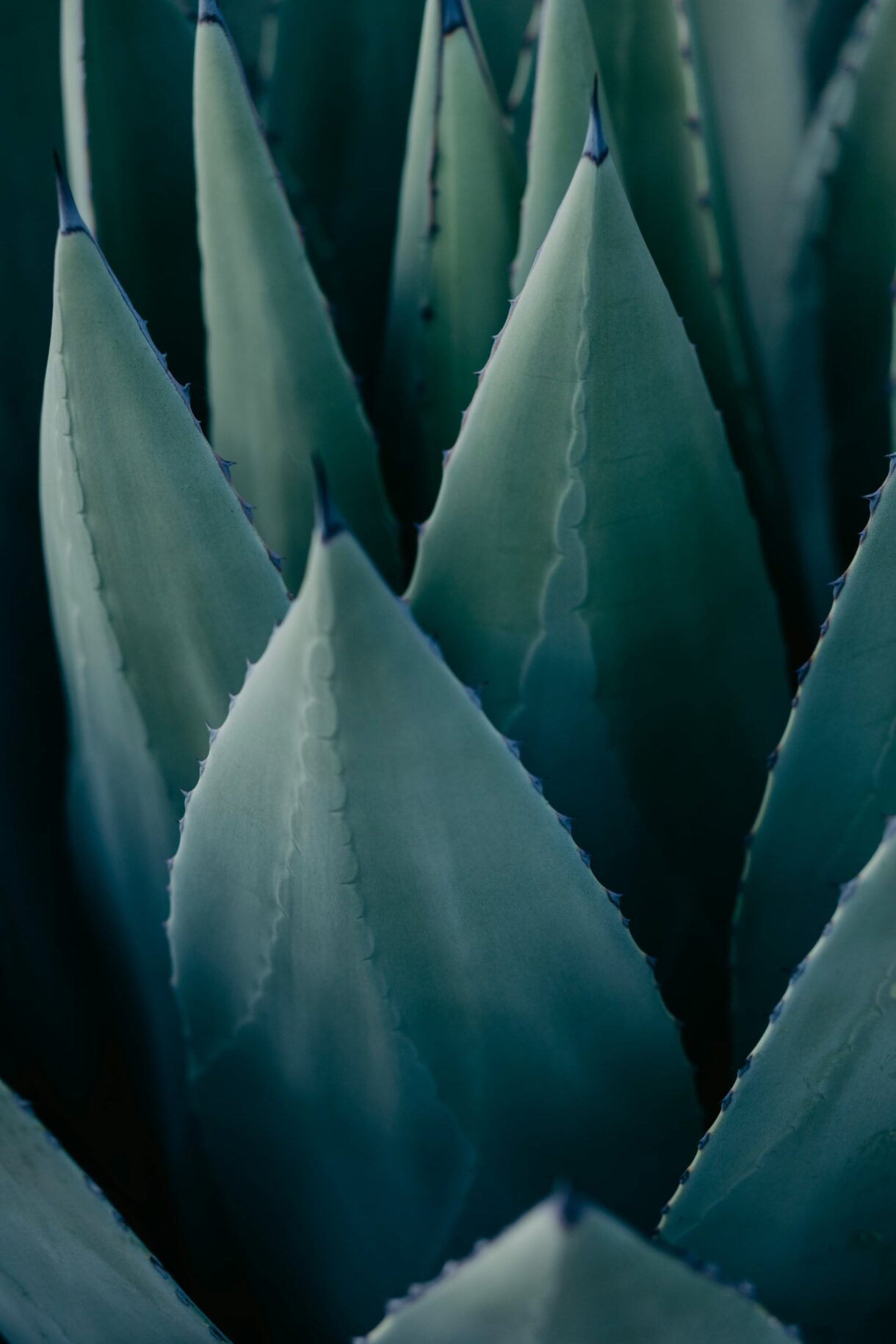 Agave