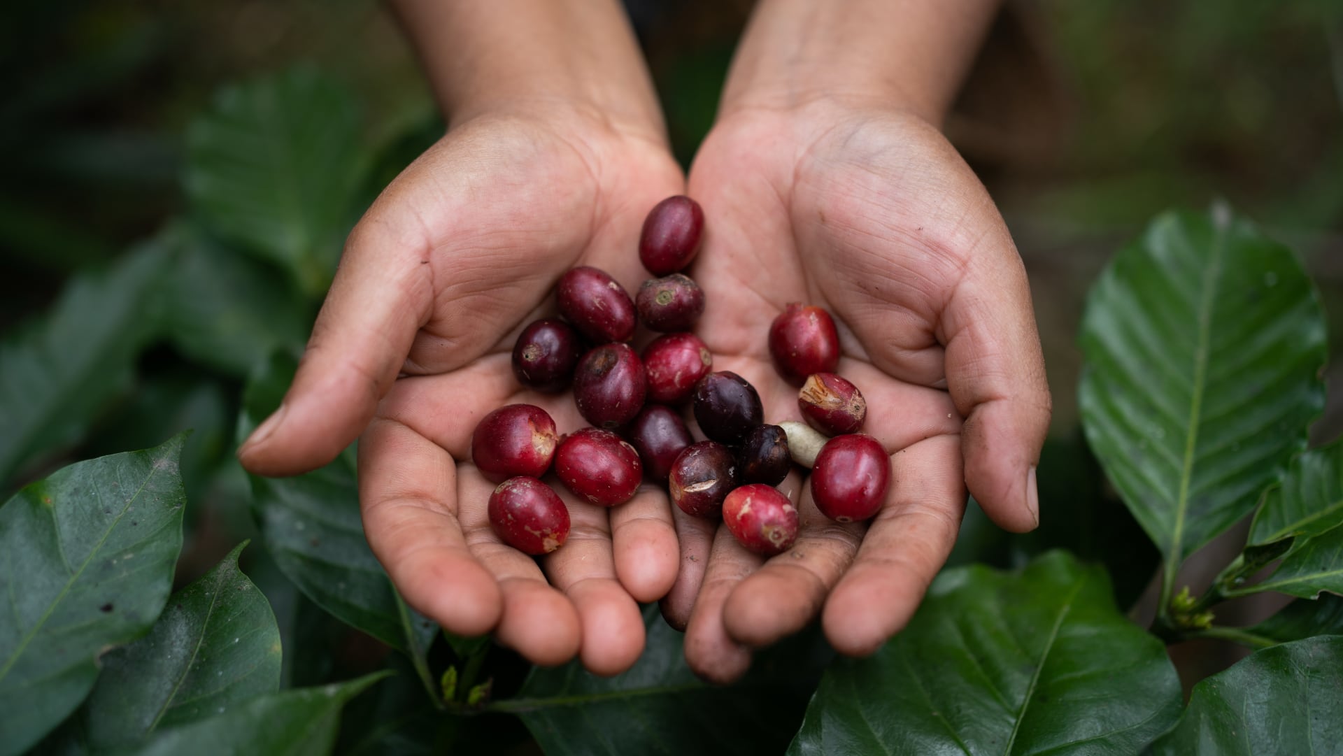 Coffee beans in hands